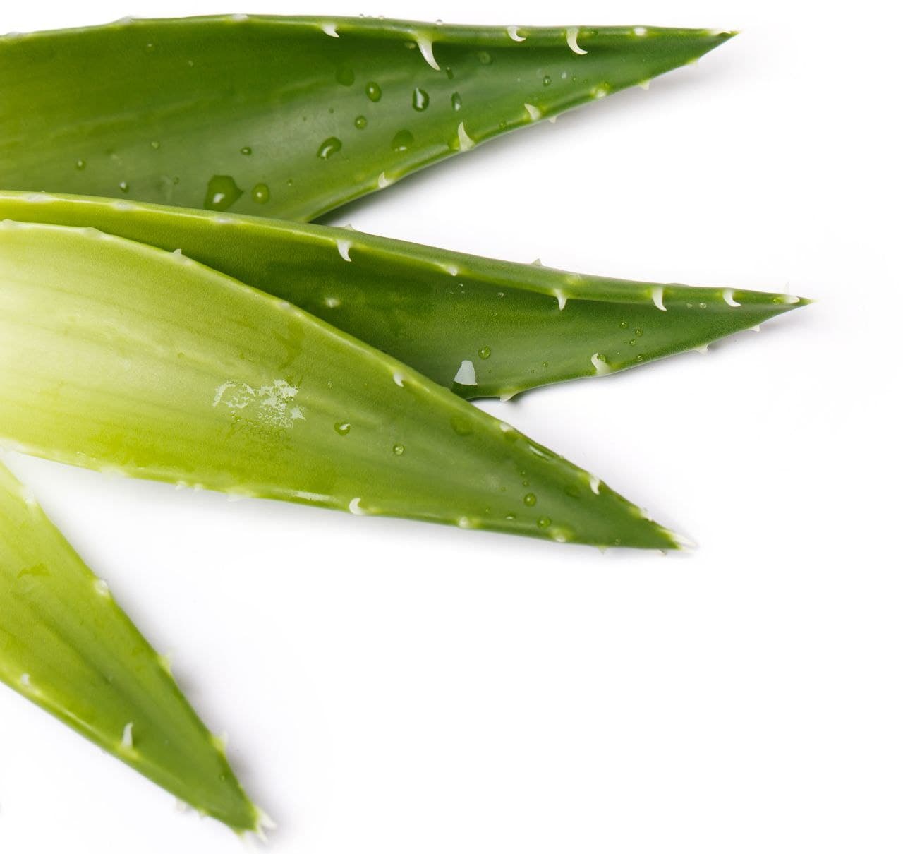 Para qué sirve la Aloe vera y soluciones con la Aloe vera contra las manchas, cicatrices,  acné y arrugas en la cara.